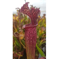 Sarracenia SX001-SJ