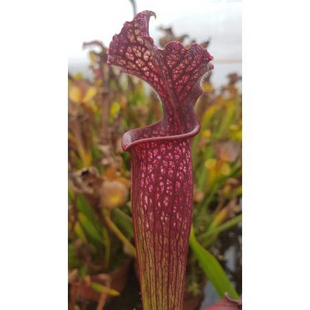 Sarracenia SX001-SJ