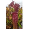 Sarracenia SX001-SJ