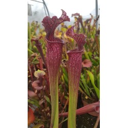 Sarracenia SX001-SJ