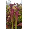 Sarracenia SX001-SJ