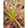 Drosera capensis 'Triffid Rose'