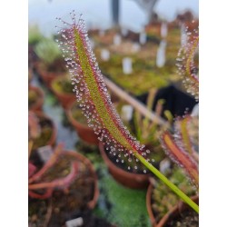 Drosera capensis 'Triffid Rose'