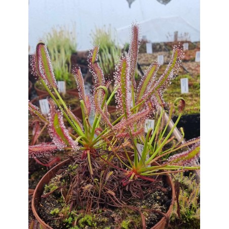 Drosera capensis 'Triffid Rose'