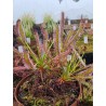 Drosera capensis 'Triffid Rose'