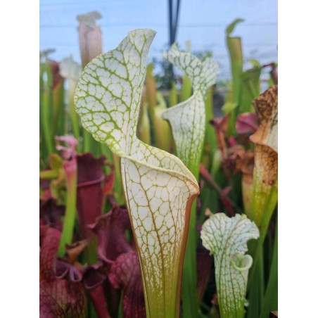 Sarracenia leucophylla 'alba  Hurricane Creek White clone 7