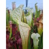 Sarracenia leucophylla 'alba  Hurricane Creek White clone 7