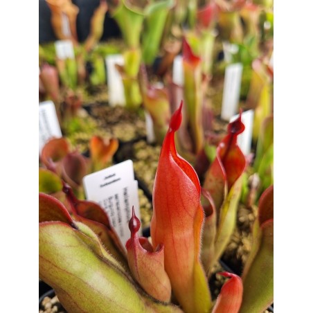 Heliamphora sarracenioides x minor burgundy black AW