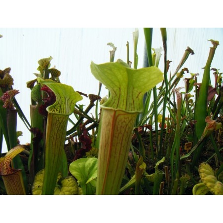 Sarracenia alata