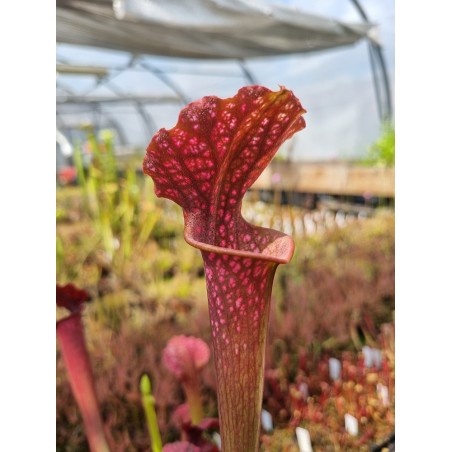 Sarracenia leucophylla 'bonbon X Brook's hybrids