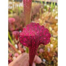 Sarracenia leucophylla 'bonbon X Brook's hybrids