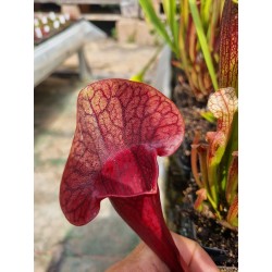 Sarracenia 4eva' X (purpurea x oreophila)