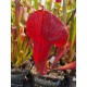 Sarracenia 4eva' X (purpurea x oreophila)