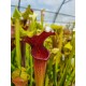 Sarracenia leucophylla X OP