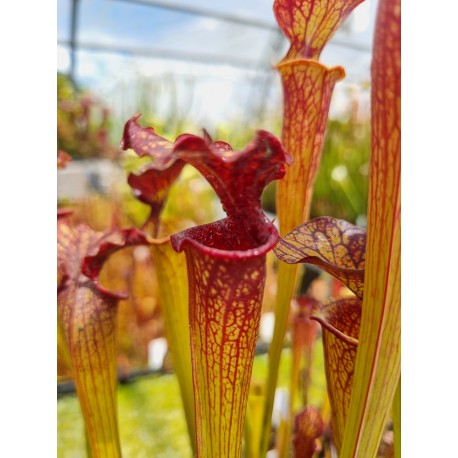 Sarracenia leah wilkerson X timothy king