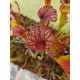 Sarracenia leah wilkerson X timothy king