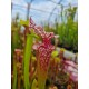 Sarracenia 'leah wilkerson' X timothy king