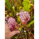 Sarracenia 'leah wilkerson' X timothy king