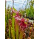 Sarracenia 'leah wilkerson' X timothy king