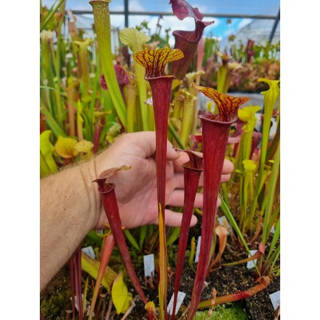 Sarracenia x alava X purpurea