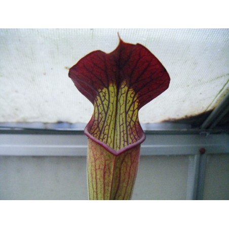 Sarracenia alata 'pubescent, red throat'