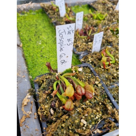 Darlingtonia californica 'SITE 3, Josephine, CO'