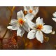 Drosera yilgariensis