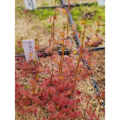 Drosera gracilis 'Mt Wombargo'