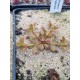 Drosera rupicola