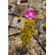 Drosera stricticaulis