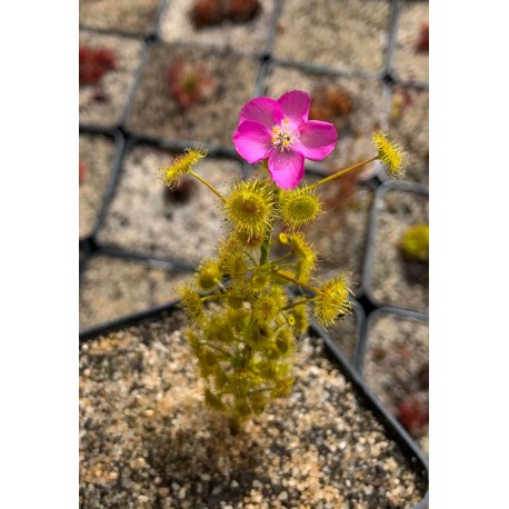 Drosera stricticaulis