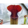 Sarracenia alata 'red throat'