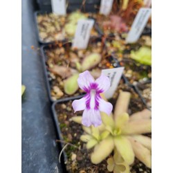 Pinguicula 'ANPA C'