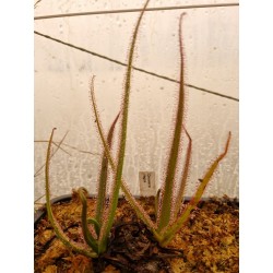 Drosera regia