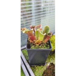 Heliamphora minor var. pilosa clone 6 AW