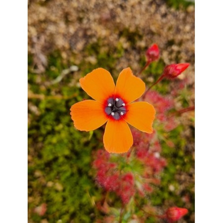 Plantes carnivores - Drosera barbigera 'Badgingarra, WA'