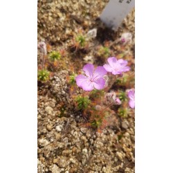 Plantes carnivores - Drosera lasiantha