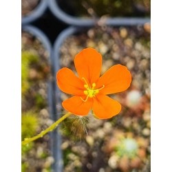 Drosera echinoblastus