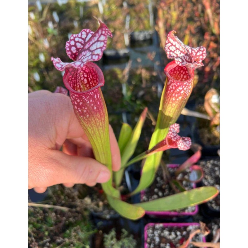 Sarracenia WR X OBH3