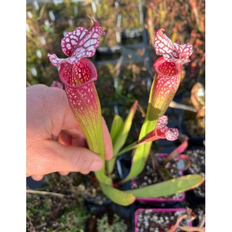 Sarracenia WR X OBH3