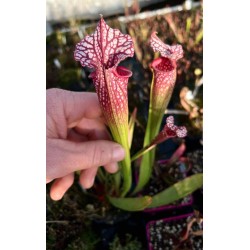 Sarracenia WR X OBH3