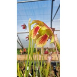 Plantes carnivores - Sarracenia X moorei 'pink windows'