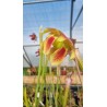 Plantes carnivores - Sarracenia X moorei 'pink windows'