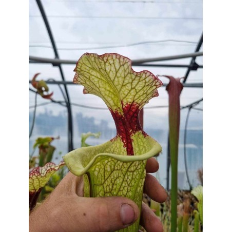 Plantes carnivores - Sarracenia 'leah wilkerson'