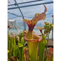 Plantes carnivores - Sarracenia 'Adrain slack'