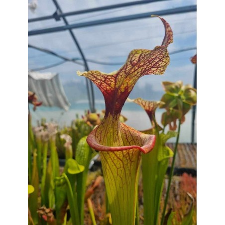 Plantes carnivores - Sarracenia 'Adrain slack'