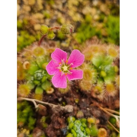 Drosera pulchella 'Big Brook, WA, red purple'