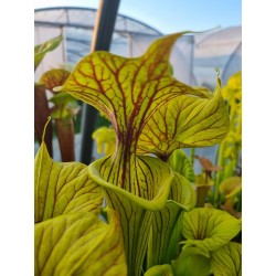 Plantes carnivores - Sarracenia flava var. ornata 'Allenton co.'