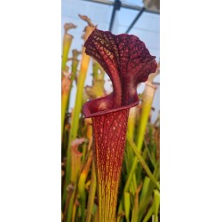 Plantes carnivores - Sarracenia X moorei 'Vintner's treasure'