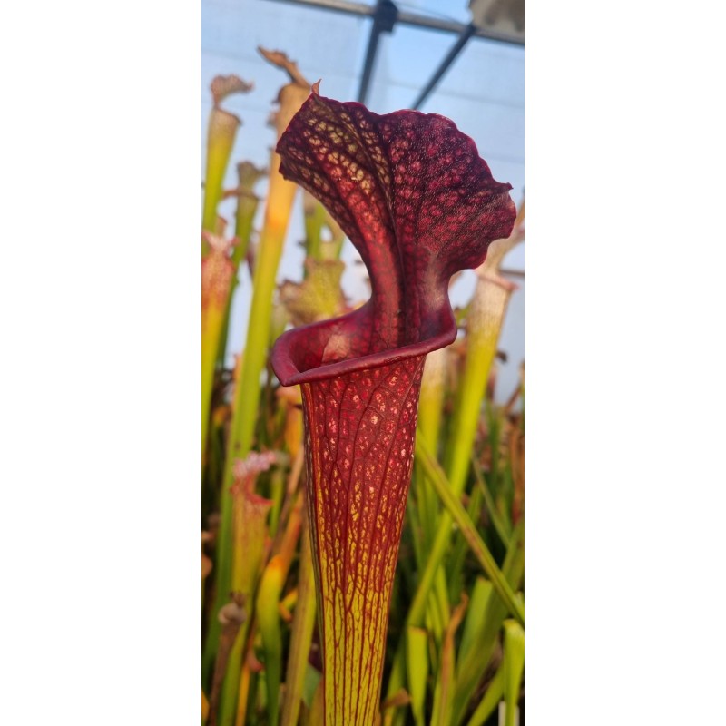 Plantes carnivores - Sarracenia X moorei 'Vintner's treasure'